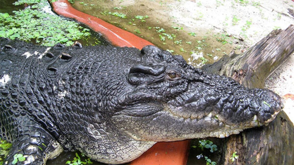 Maior crocodilo em cativeiro do mundo morreu na Austrália