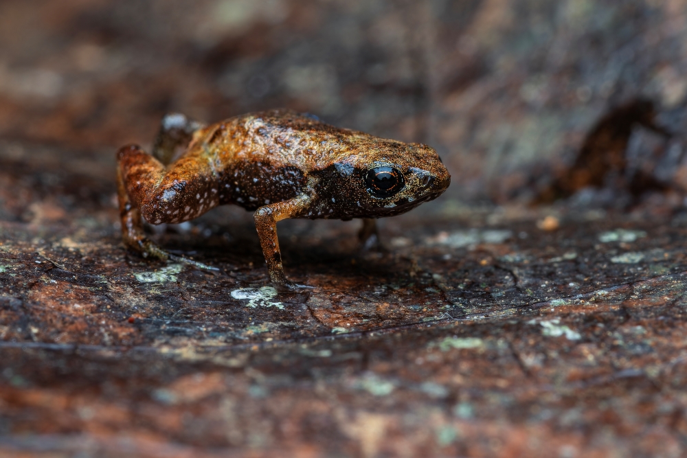 As florestas brasileiras escondiam um mistério: é um animal único