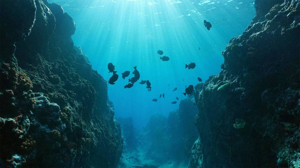 Recorde de espécies é descoberto nas profundezas do oceano