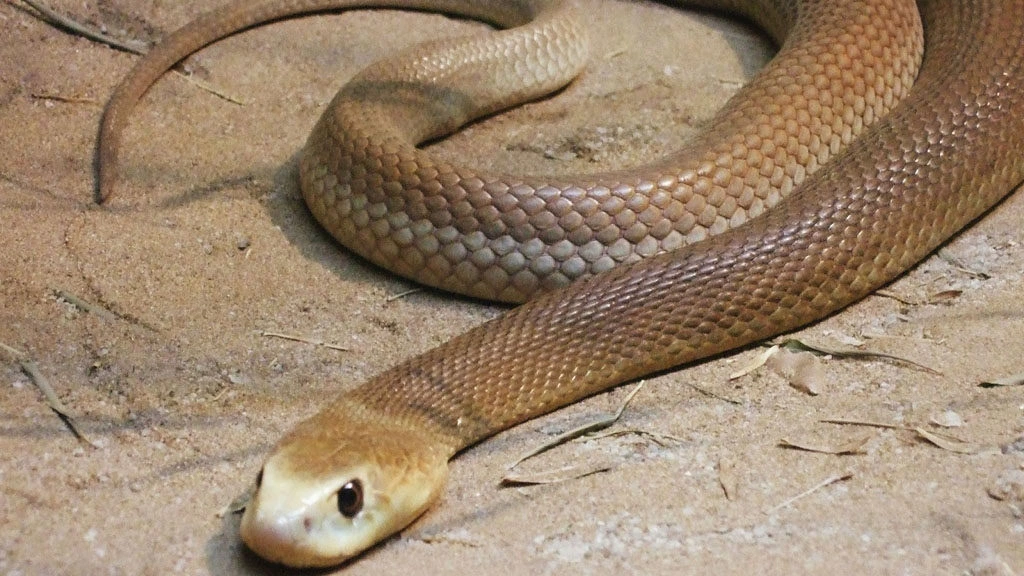 Cientistas podem criar antídoto universal para veneno de cobra