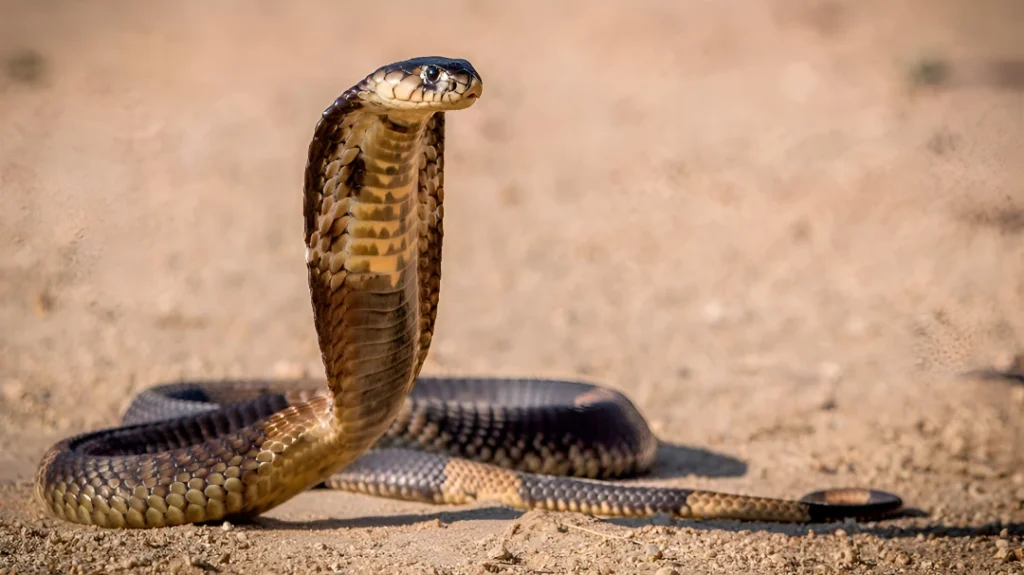 Cientistas podem criar antídoto universal para veneno de cobra
