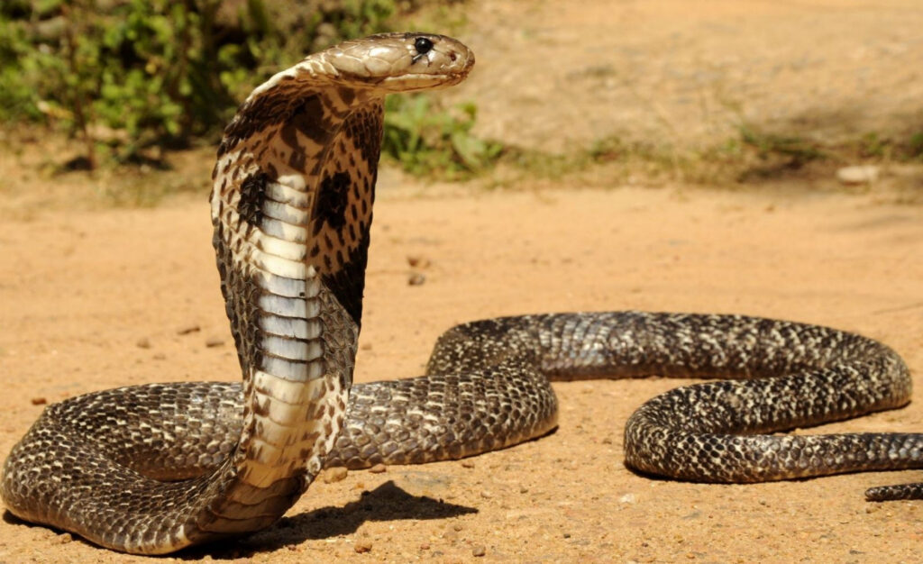 Cientistas podem criar antídoto universal para veneno de cobra