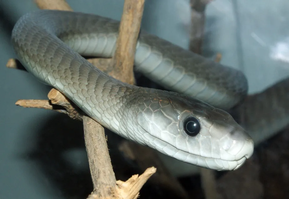 Cientistas podem criar antídoto universal para veneno de cobra