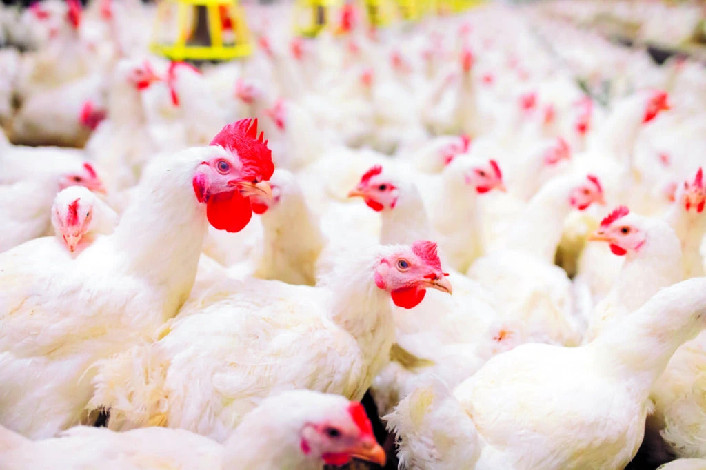 Gripe Aviária: A Crise no Mercado Brasileiro